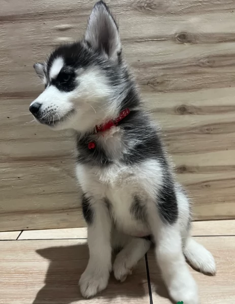 Meravigliosi cuccioli di SIBERIAN HUSKY | Foto 2