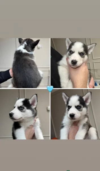 Meravigliosi cuccioli di SIBERIAN HUSKY | Foto 0