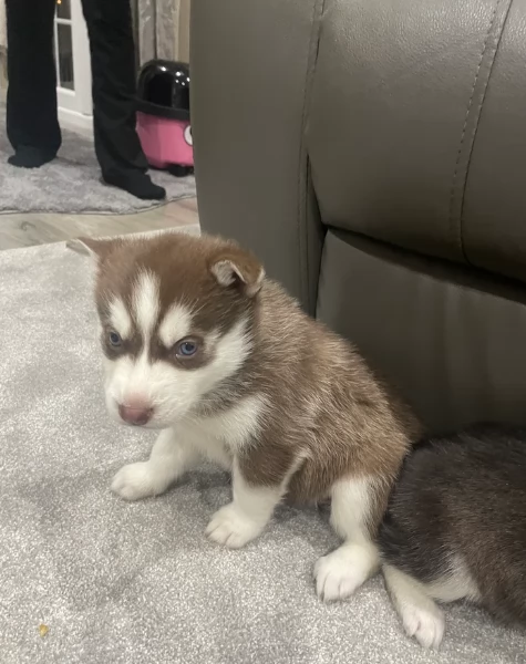 Meravigliosi cuccioli di SIBERIAN HUSKY per ladozione | Foto 0