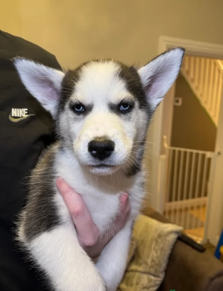 Meravigliosi cuccioli di SIBERIAN HUSKY per ladozione | Foto 1