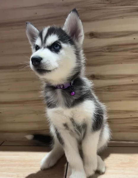Meravigliosi cuccioli di SIBERIAN HUSKY per ladozione | Foto 5