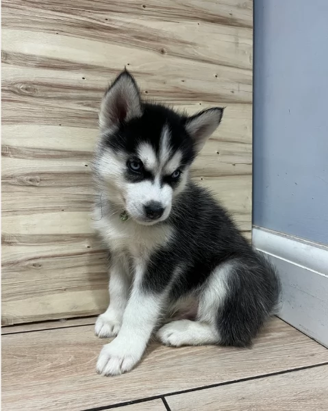 Meravigliosi cuccioli di SIBERIAN HUSKY per ladozione | Foto 4