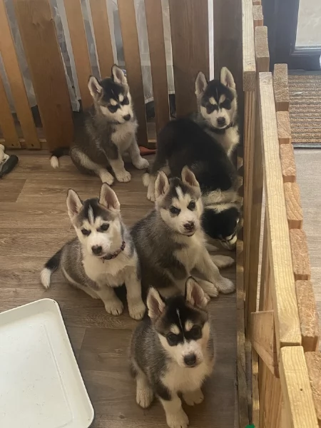 Meravigliosi cuccioli di SIBERIAN HUSKY per ladozione | Foto 3