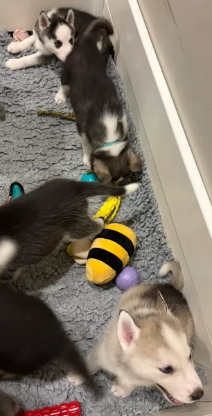 Meravigliosi cuccioli di SIBERIAN HUSKY per ladozione | Foto 0