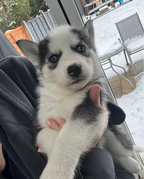 Meravigliosi cuccioli di SIBERIAN HUSKY per ladozione