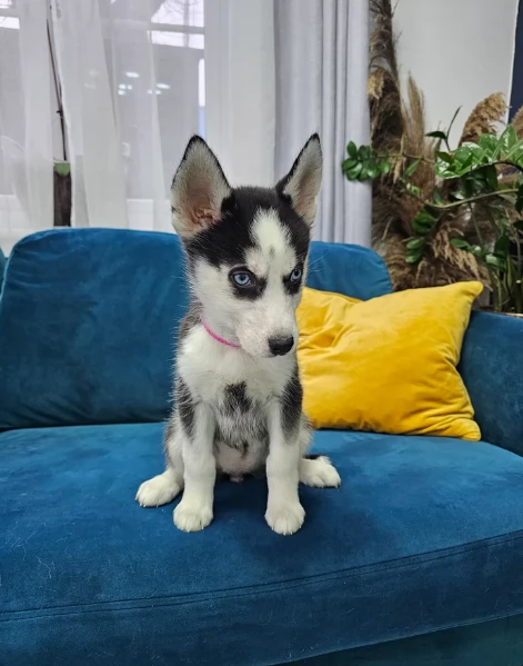 Meravigliosi cuccioli di SIBERIAN HUSKY per ladozione | Foto 4