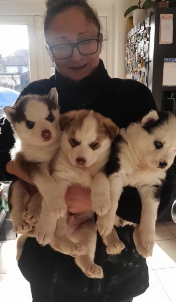 Meravigliosi cuccioli di SIBERIAN HUSKY per ladozione | Foto 2