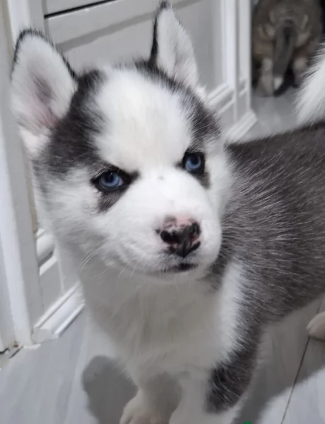 Meravigliosi cuccioli di SIBERIAN HUSKY per ladozione | Foto 3