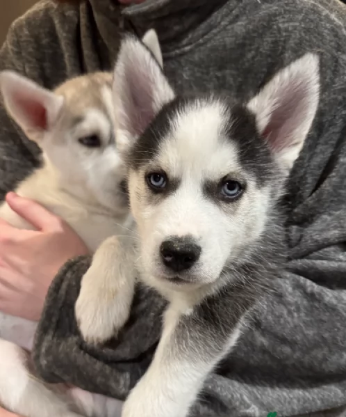 Meravigliosi cuccioli di SIBERIAN HUSKY per ladozione | Foto 1