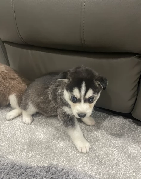 Meravigliosi cuccioli di SIBERIAN HUSKY per ladozione | Foto 2