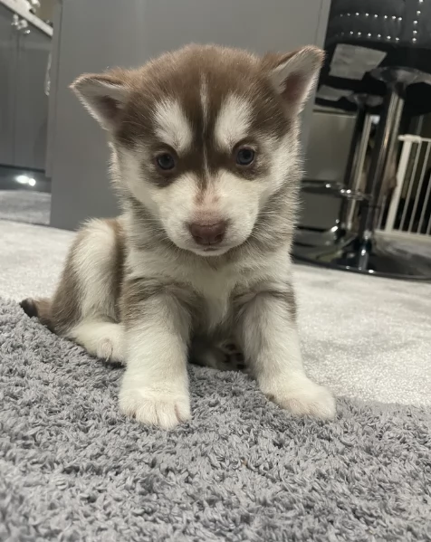 Meravigliosi cuccioli di SIBERIAN HUSKY per ladozione | Foto 0