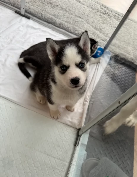 Meravigliosi cuccioli di SIBERIAN HUSKY per ladozione | Foto 3