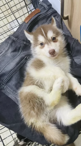 Meravigliosi cuccioli di SIBERIAN HUSKY per ladozione | Foto 1