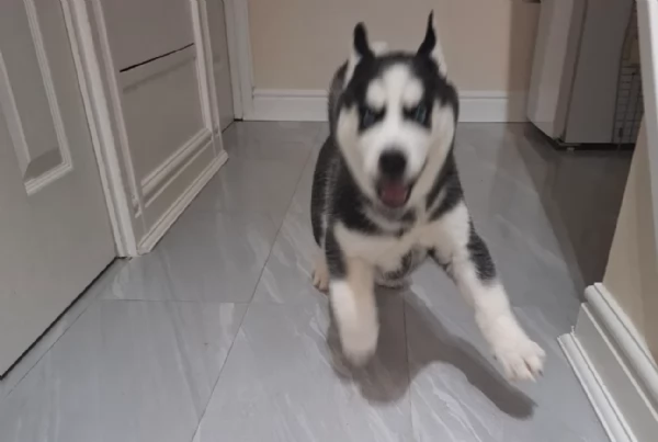 Meravigliosi cuccioli di SIBERIAN HUSKY per ladozione | Foto 3