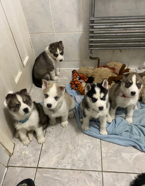 Meravigliosi cuccioli di SIBERIAN HUSKY per ladozione | Foto 4