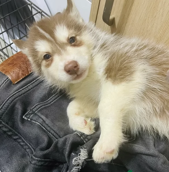 Meravigliosi cuccioli di SIBERIAN HUSKY per ladozione | Foto 3
