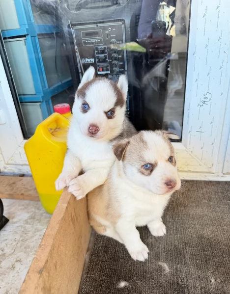 Meravigliosi cuccioli di SIBERIAN HUSKY per ladozione | Foto 1