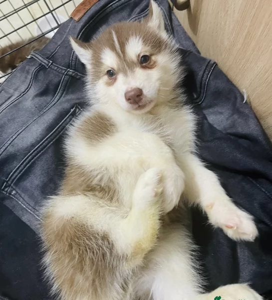 Meravigliosi cuccioli di SIBERIAN HUSKY per ladozione | Foto 6
