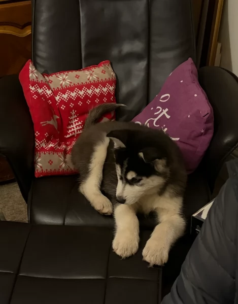 Meravigliosi cuccioli di SIBERIAN HUSKY per ladozione | Foto 3