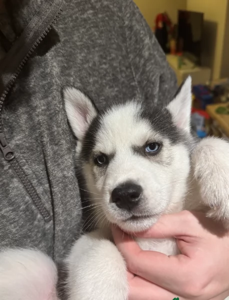 Meravigliosi cuccioli di SIBERIAN HUSKY per ladozione | Foto 0