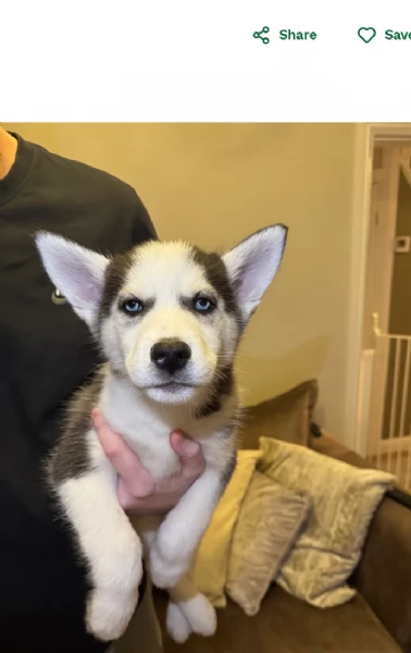 Meravigliosi cuccioli di SIBERIAN HUSKY per ladozione | Foto 1