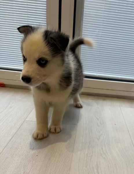 Meravigliosi cuccioli di SIBERIAN HUSKY per ladozione | Foto 6