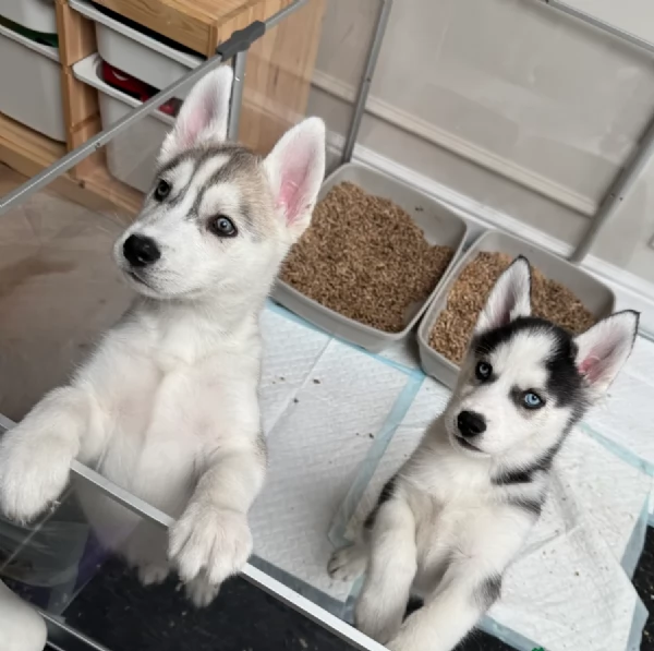 Meravigliosi cuccioli di SIBERIAN HUSKY per ladozione