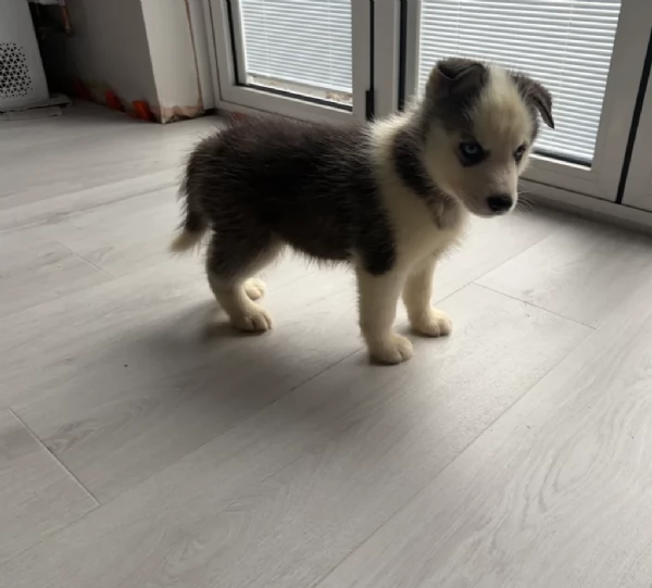 Meravigliosi cuccioli di SIBERIAN HUSKY per ladozione | Foto 4