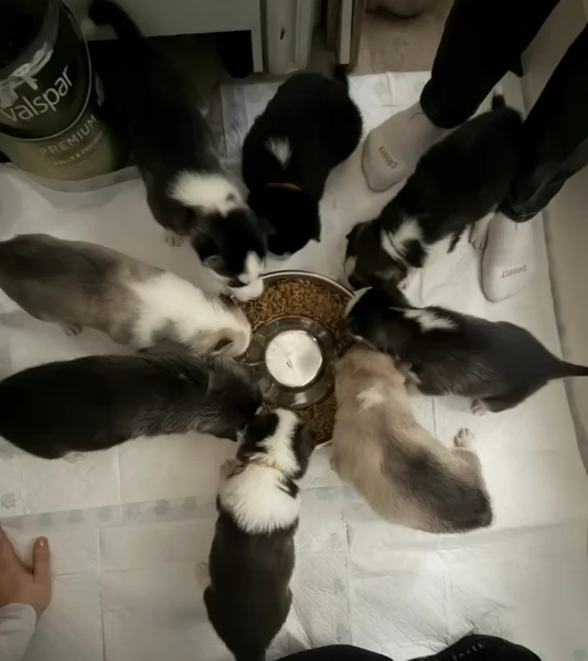 Meravigliosi cuccioli di SIBERIAN HUSKY per ladozione | Foto 3