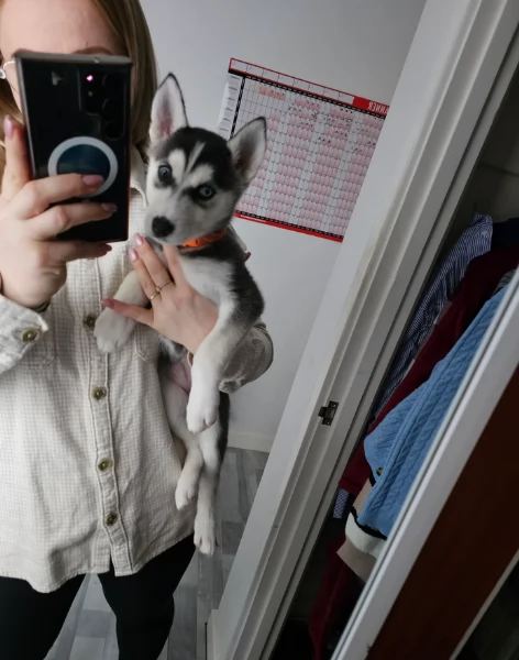 Meravigliosi cuccioli di SIBERIAN HUSKY per ladozione | Foto 2