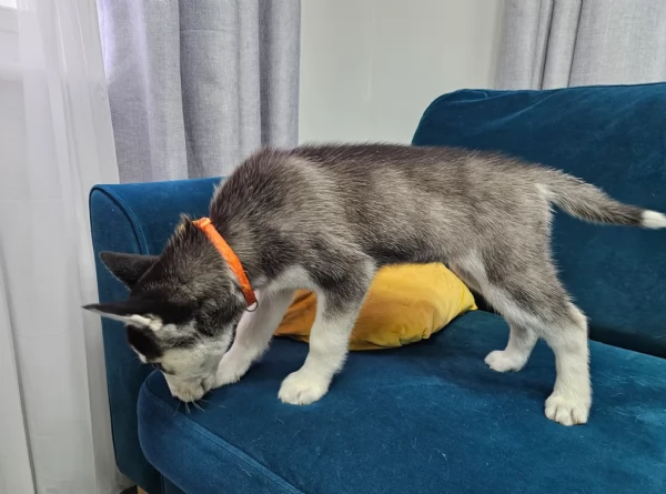 Meravigliosi cuccioli di SIBERIAN HUSKY per ladozione | Foto 1