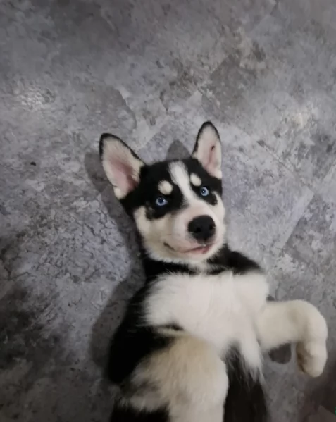 Meravigliosi cuccioli di SIBERIAN HUSKY per ladozione | Foto 0