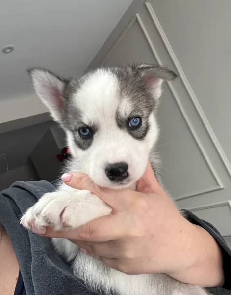 Meravigliosi cuccioli di SIBERIAN HUSKY per ladozione | Foto 2