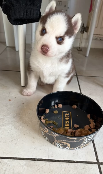 Meravigliosi cuccioli di SIBERIAN HUSKY per ladozione | Foto 2