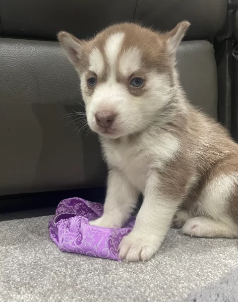 Meravigliosi cuccioli di SIBERIAN HUSKY per ladozione