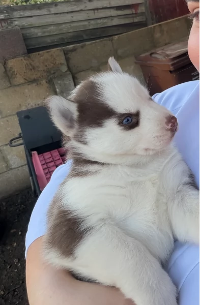 Meravigliosi cuccioli di SIBERIAN HUSKY per ladozione | Foto 0