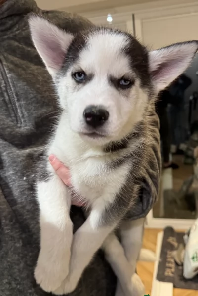 spettacolar cucciolo di husky per adozione | Foto 4