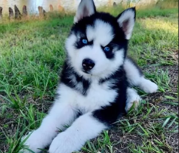 spettacolar cucciolo di husky per adozione