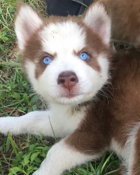 spettacolar cucciolo di husky per adozione | Foto 3