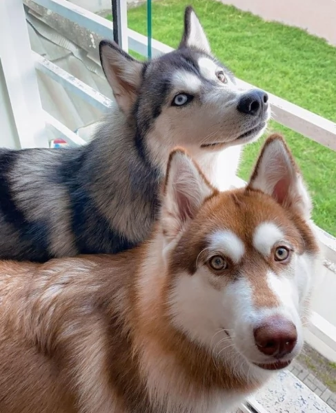 spettacolar cucciolo di husky per adozione | Foto 2