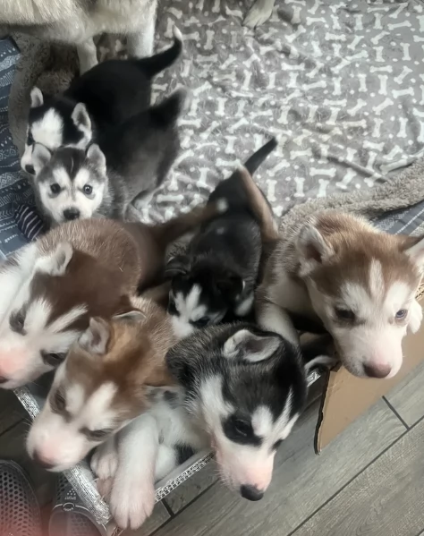spettacolar cucciolo di husky per adozione | Foto 5