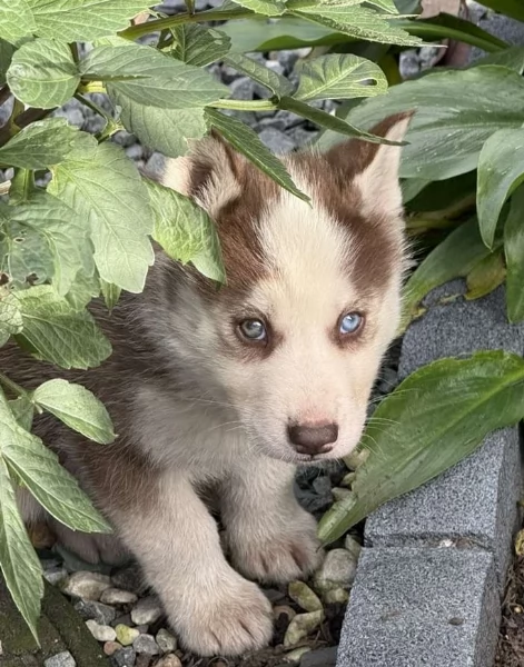 spettacolar cucciolo di husky per adozione