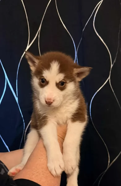 spettacolar cucciolo di husky per adozione | Foto 3