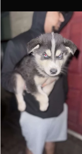 spettacolar cucciolo di husky per adozione | Foto 2