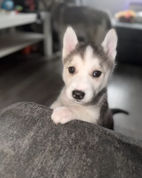 spettacolar cucciolo di husky per adozione | Foto 6