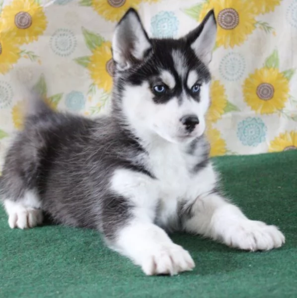 spettacolar cucciolo di husky per adozione