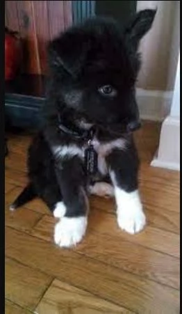 spettacolar cucciolo di husky per adozione | Foto 1