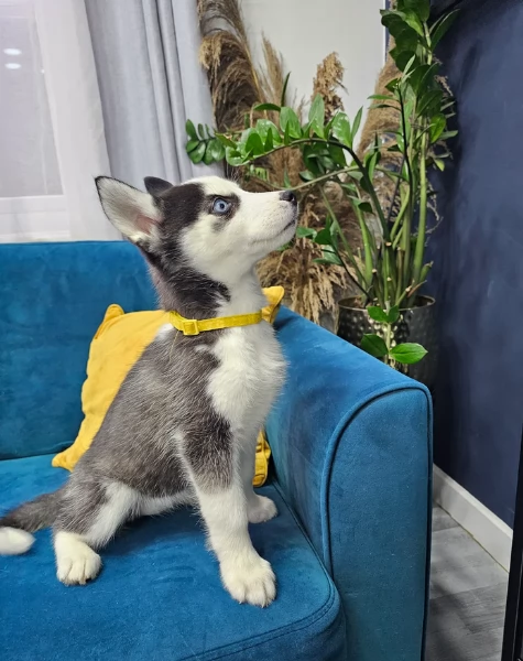 spettacolar cucciolo di husky per adozione | Foto 1