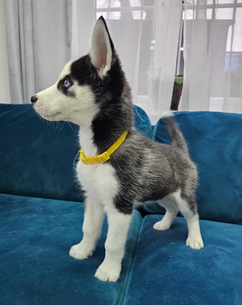spettacolar cucciolo di husky per adozione | Foto 0