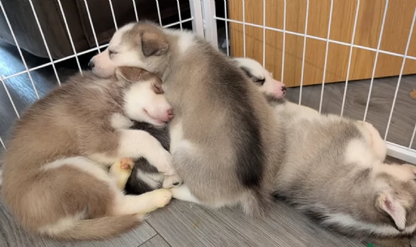 spettacolar cucciolo di husky per adozione | Foto 2